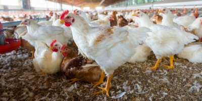 Spousta bílých slepice v chovné stanici