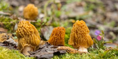 Houba kačenka česká