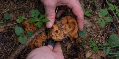 Člověk sbírá ucháče obrovského v lese