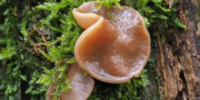 Záběr na houbu destici chřapáčovou