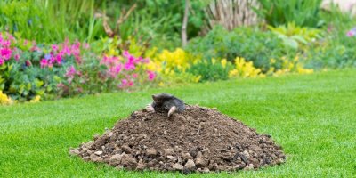 Krtek na jarní zahradě