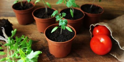 Mladé sazenice rajčat