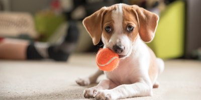 Štěně s oranžovým míčkem