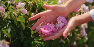 Ruce drží květy růží