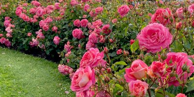 Záhon s růžovými růžemi