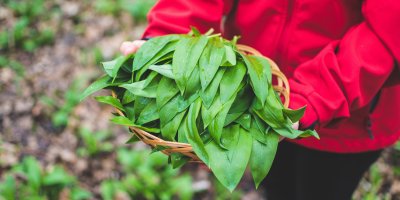 Žena drží košík s nasbíraným medvědím česnekem