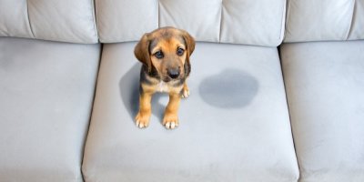 Štěně sedí na sedačce vedle skvrny