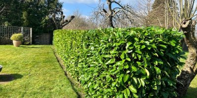 Bobkovišeň tvořící živý plot