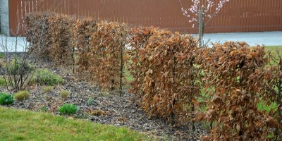 Habr obecný s hnědými listy tvořící živý plot