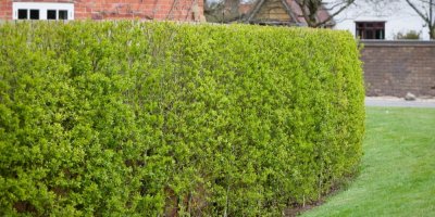 Živý plot z ptačího zobu