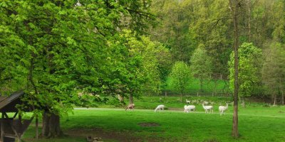 Obora Žleby s bílými jeleny