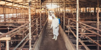 Muž dezinfikuje farmu 