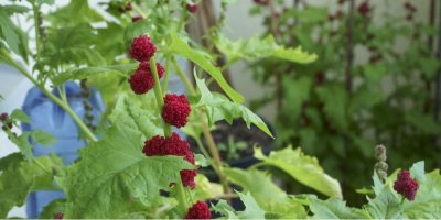 Plody a listy jahodového špenátu