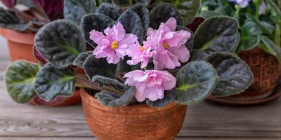 Růžová africká fialka v květináči