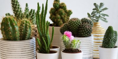 Různé sukulenty v květináčích v bytě