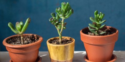 Tři sukulenty v květináčích
