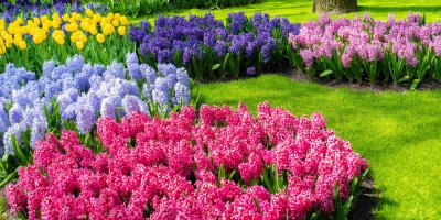 Spousta hyacintů na zahradě