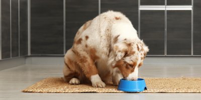 Pes jí z misky