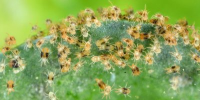 Detail rostliny napadené sviluškami