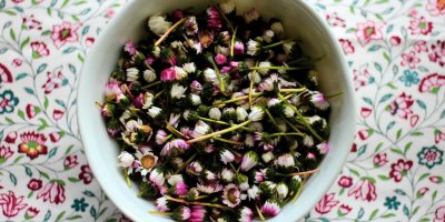 Natrhané sedmikrásky v misce