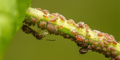 Mšice na stonku rostliny
