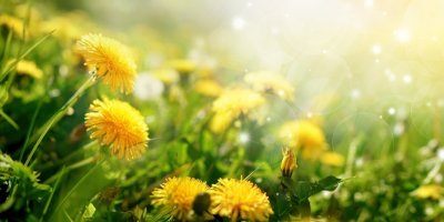 Krásné květy žlutých pampelišek