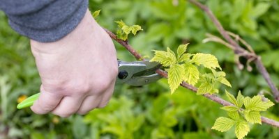 Jarní řez maliníku