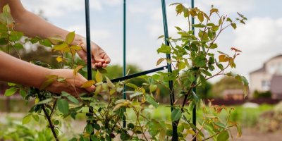 Připevňování rostliny k opoře