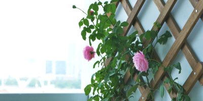 Dřevěná opora na růže