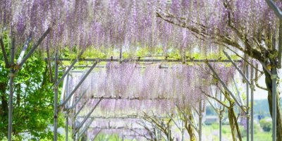 Fialová vistárie na konstrukci