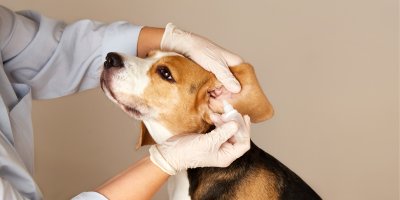 Veterinář kape do uší bíglovi