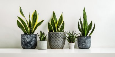 Rostliny Sanseviera v květináčích 