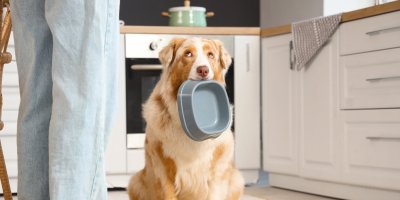 Pes drží misku v hubě