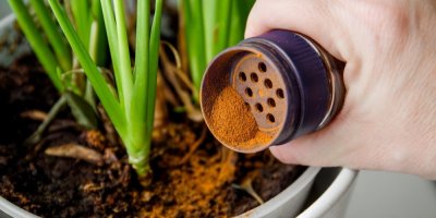 Záběr na ruku sypající mletou skořici do květináče k rostlině