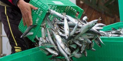 Čerstvě ulovené makrely se vykládají do rybářských beden