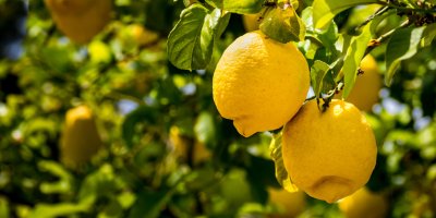 Dva citrony na stromě