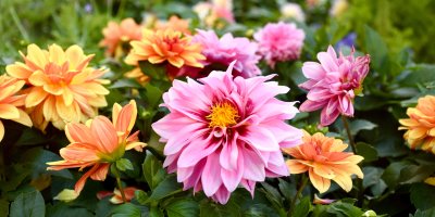 Různobarevné květy jiřin