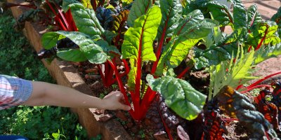 Ruka se chystá vytrhnout mangold ze záhonu