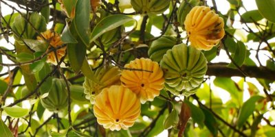 Čerstvé plody Garcinia cambogia v přírodě