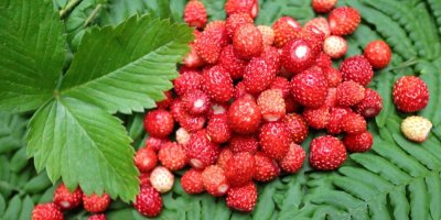 Lesní jahody na zeleném listí