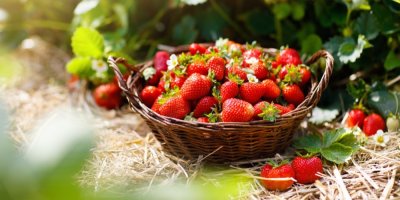 Jahody v košíku na jahodové plantáži