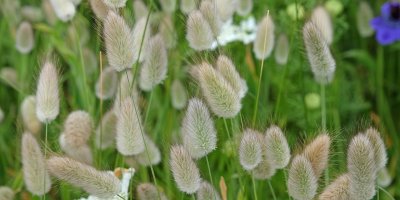 Okrasná tráva zajíčka vějčitá