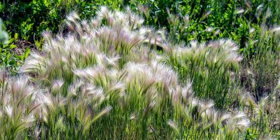 Okrasná tráva v záhonu