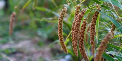 Okrasná tráva mohár