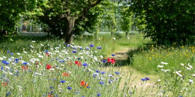 Louka s vysekanou cestičkou