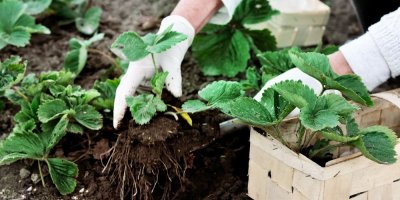 Sázení jahod na zahradě
