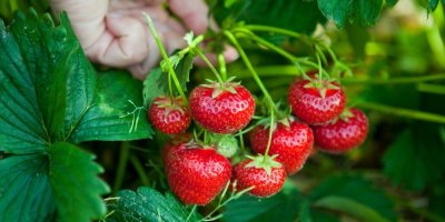 Jahodník se zralými jahodami