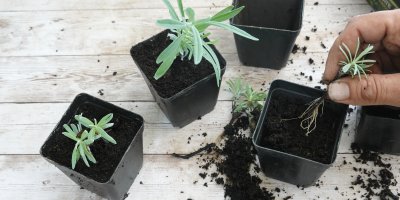 Zahradník sadí řízky levandule do květináčů