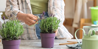 Žena stříhá květ levandule