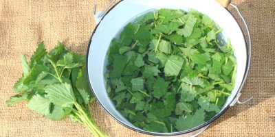 Nasekané kopřivy ve vodě v kbelíku